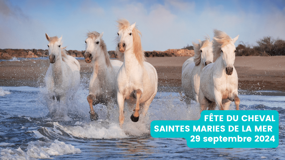 Fête du cheval 2024 aux Saintes Maries de la Mer