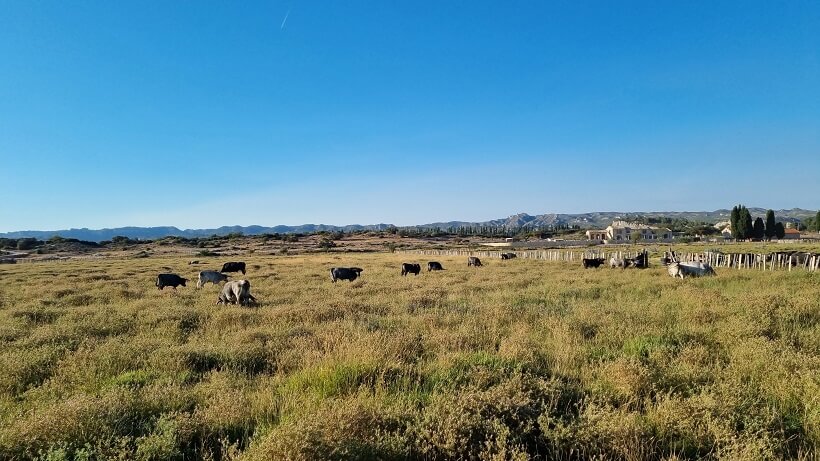 Ganaderia François André à Maussane les Alpilles